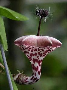 和平小花花爆料视频  第2张